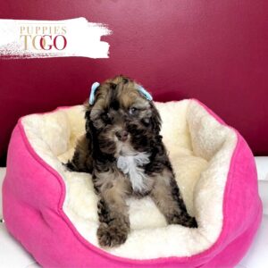Cockapoo Puppies For Sale Miami
