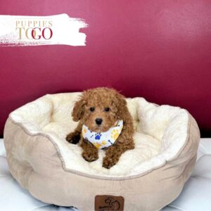 Mini poodle Puppies Miami