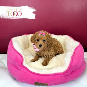 Mini Poodle Puppies for Sale