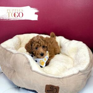 Toy Poodle Find Your Perfect Companion