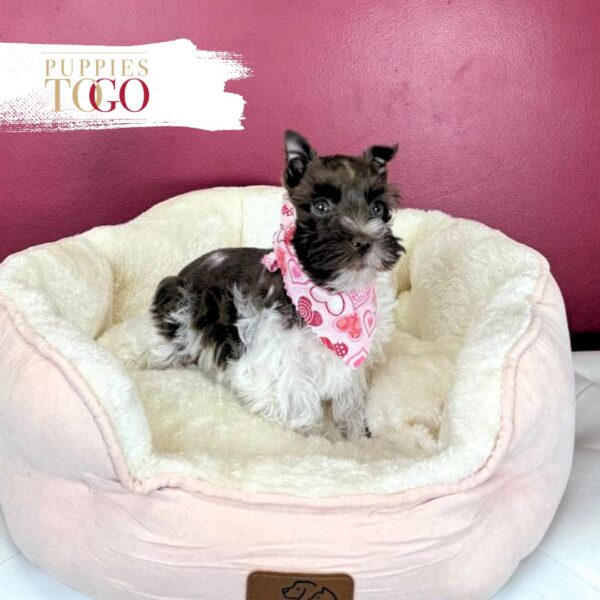 Adorable Chocolate Parti  Mini schnauzer #4711