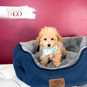 Sweet Apricot Poodle Puppy for Sale – Male #4677