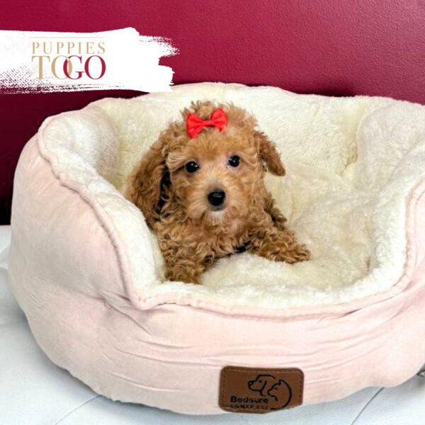 Red Female Poodle Puppy Miami FL #5042