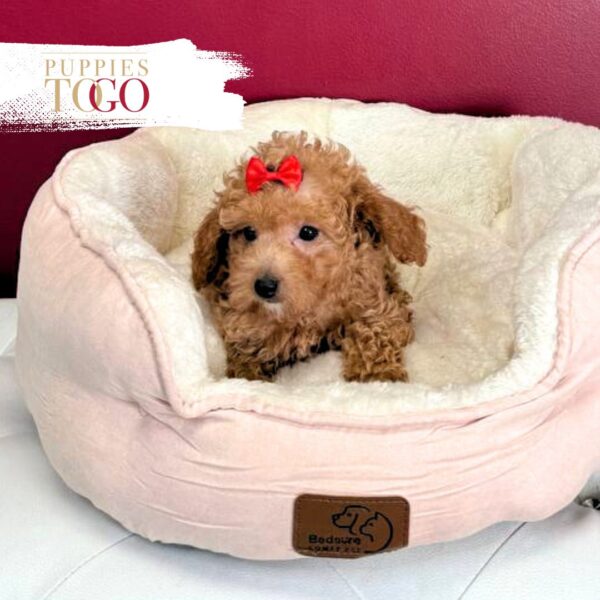 Red Female Poodle Puppy Miami FL #5042 - Image 3