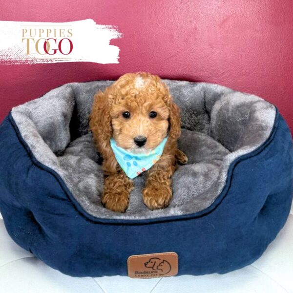 Stunning Red Poodle #2184
