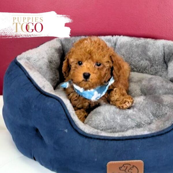 Red Poodle Puppy for Sale Miami FL #5892