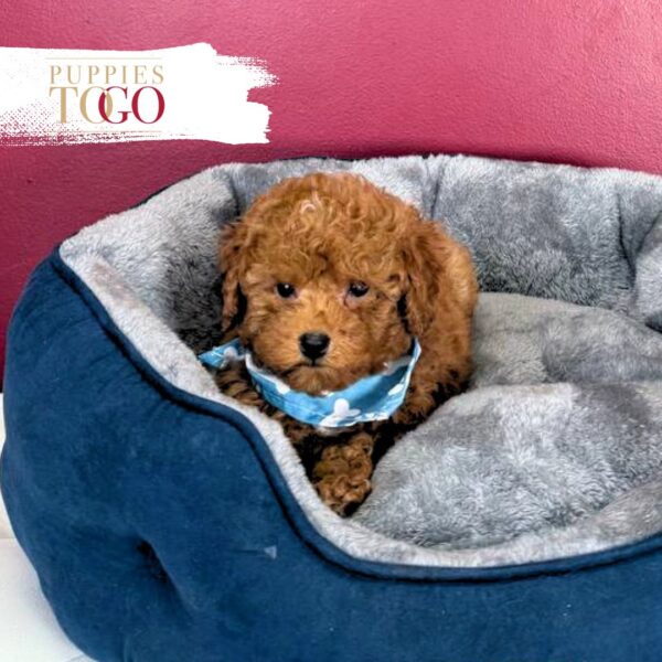 Red Poodle Puppy for Sale Miami FL #5892 - Image 2
