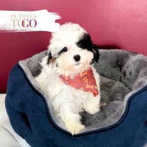 Elegant Black & White Poodle Puppy for Sale – Male #8842