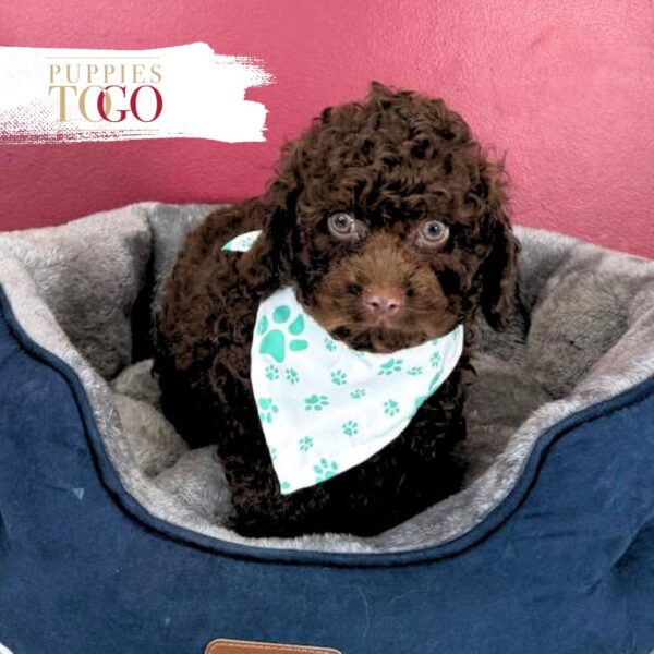 Chocolate Cockapoo Puppy for Sale in Miami FL #6559