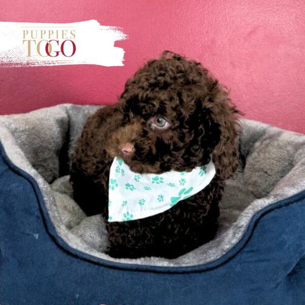 Chocolate Cockapoo Puppy for Sale in Miami FL #6559 - Image 2