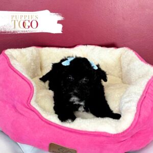 Adorable Silkchon Puppy for Sale – Black & White Female #1410