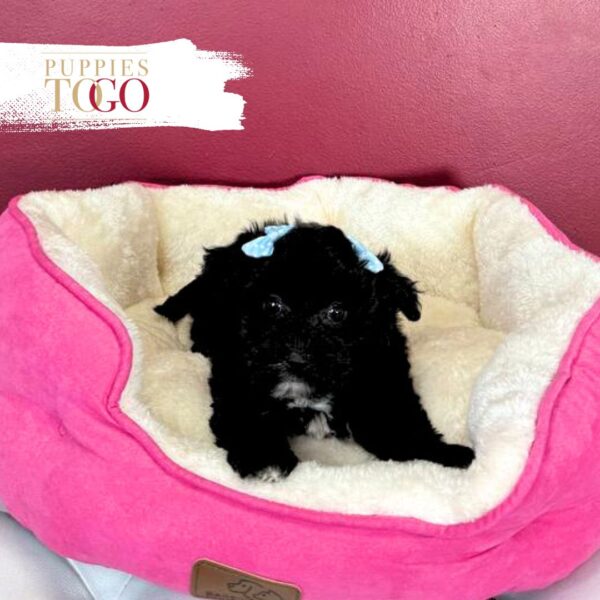 Adorable Silkchon Puppy for Sale – Black & White Female #1410