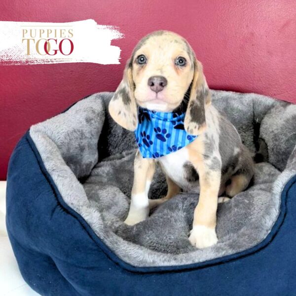 Unique Blue Merle Beagle Puppy for Sale #5022