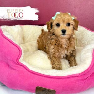 Playful Chipoo Puppy for Sale – Red Female #7384