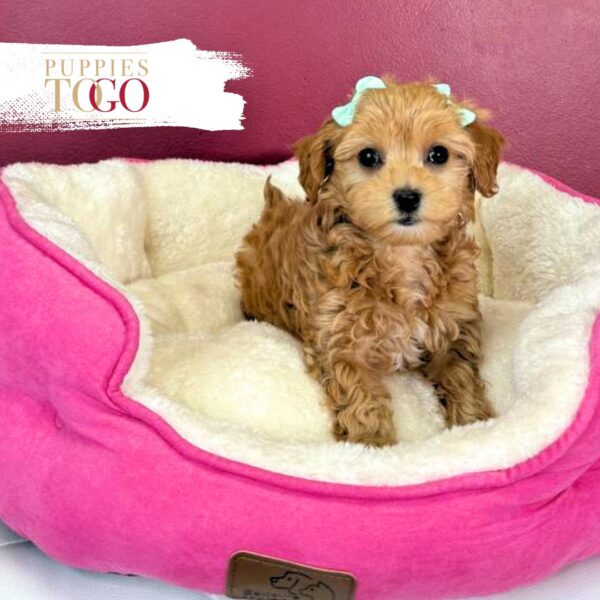 Playful Chipoo Puppy for Sale – Red Female #7384