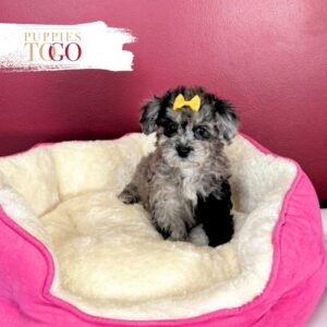 Stunning Blue Merle Poodle Puppy for Sale – Female #6287