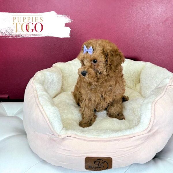 Red Poodle Puppy for Sale Miami - Born February 2025 #7708