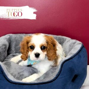 Regal Cavalier King Charles Puppy for Sale – Blenheim Male #1770