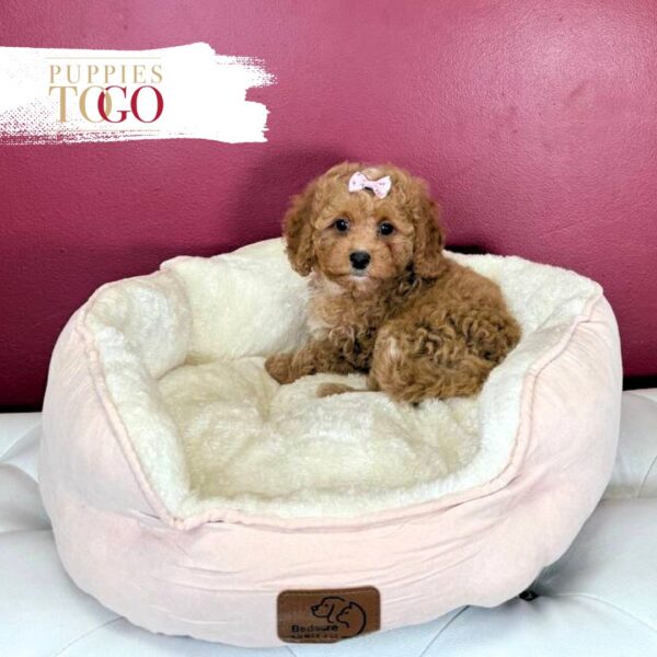 Female Ruby & White Cavapoo Puppy for Sale Miami - Born March 2025 #9175