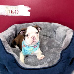 Vibrant Boston Terrier Puppy for Sale – Red/White Male #6858