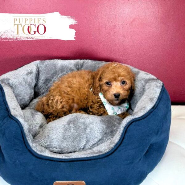 Female Ruby Cavapoo Puppy for Sale Miami - Born March 2025 #9169