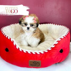 Shih Tzu Puppies For Sale Gold/White F #5549