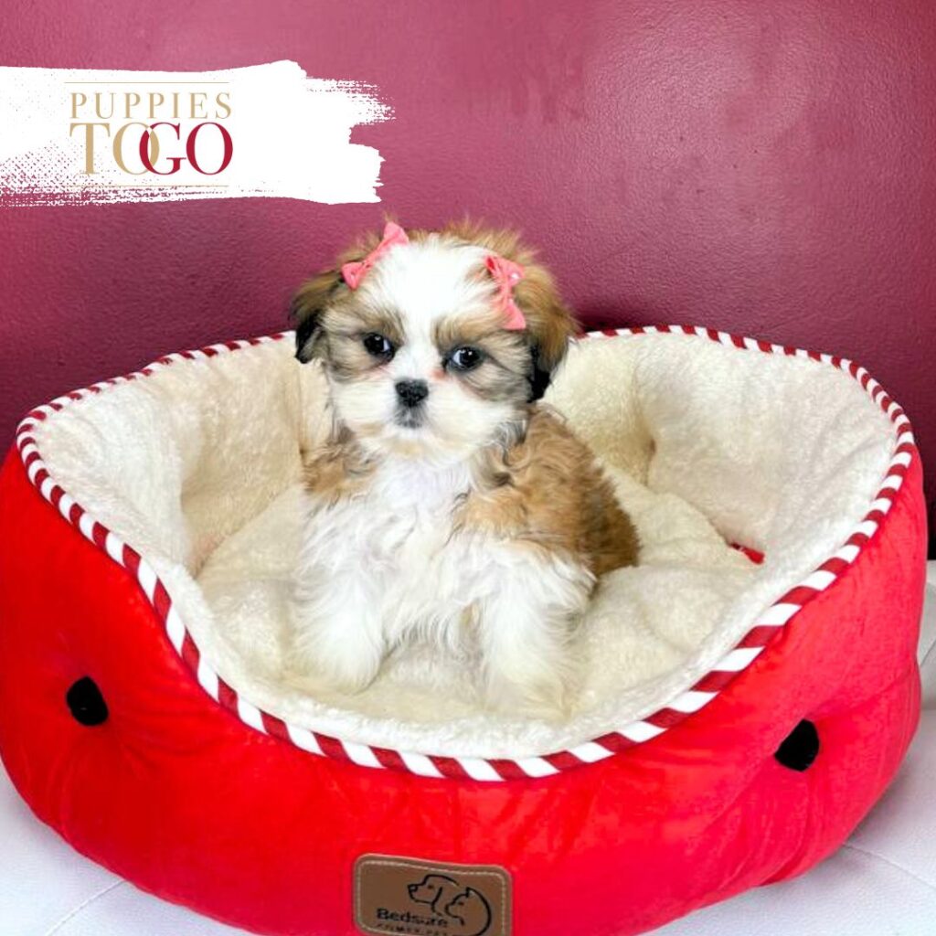 Shih Tzu Puppies For Sale
