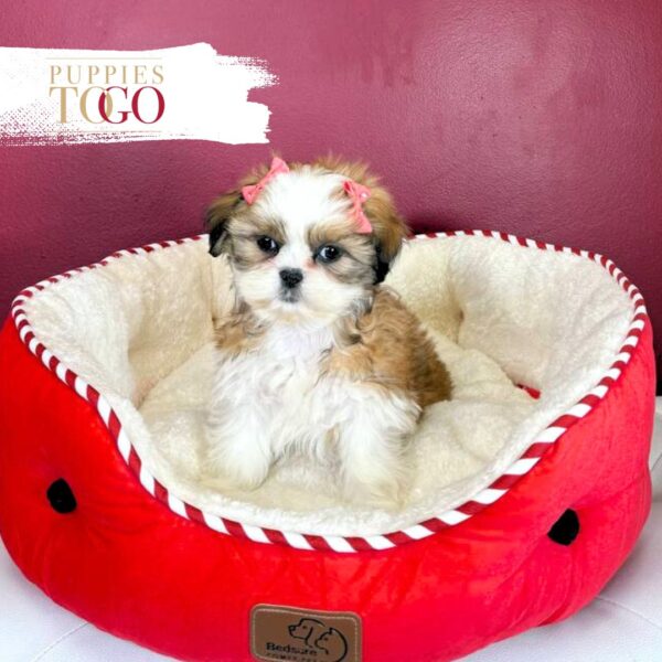 Shih Tzu Puppies For Sale