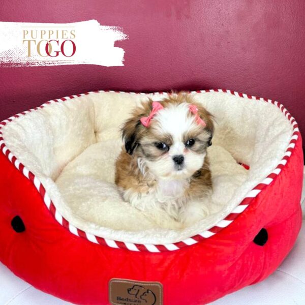 Shih Tzu Puppies For Sale Gold/White F #5549 - Image 2