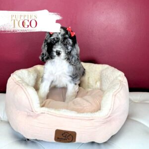 Cocker Spaniel puppies for sale Blue Merle/White/Tan F #7454