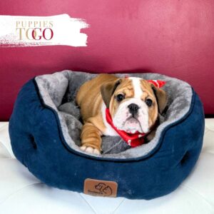 English Bulldog M Red/White Marks #2116