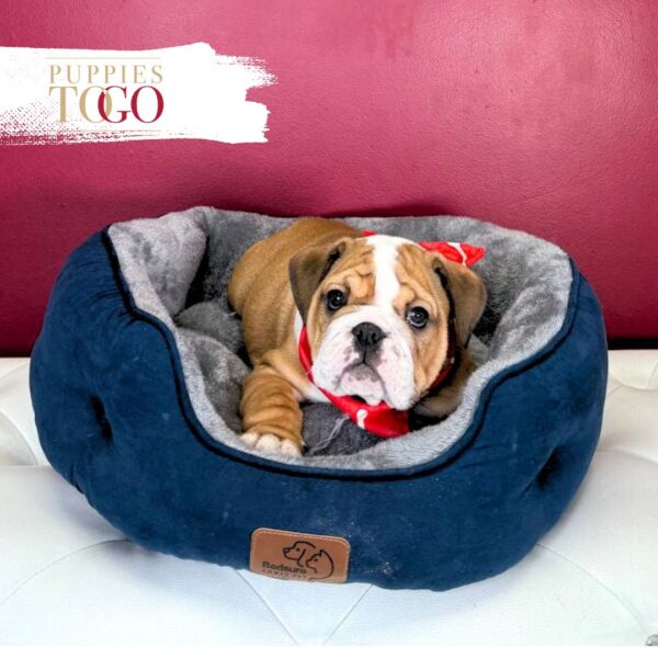 English Bulldog M Red/White Marks #2116 - Image 2