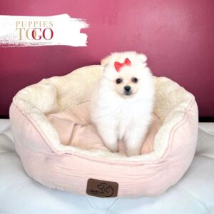 Pomeranian puppies sale Miami F White #4325