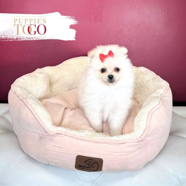 Pomeranian puppies sale Miami F White #4325