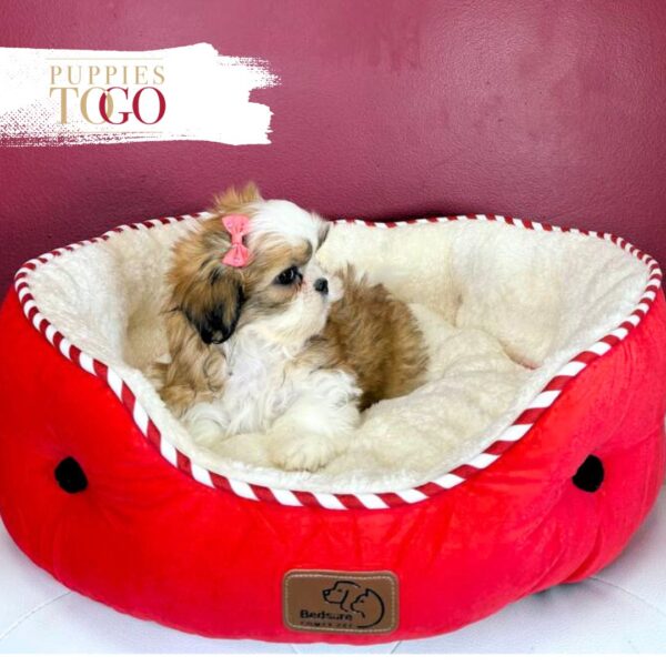 Shih Tzu Puppies For Sale Gold/White F #5549 - Image 4