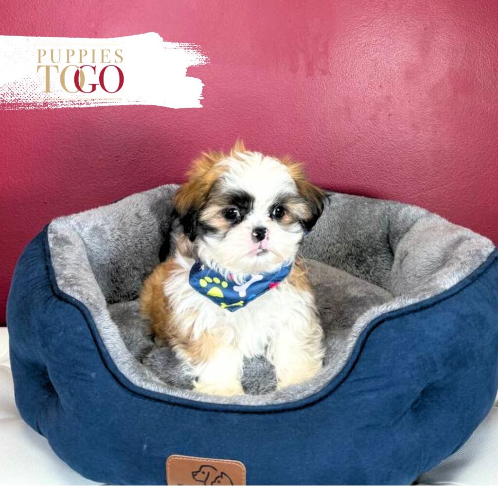 ShihtZu Puppies for Sale in Miami