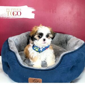 ShihtZu Puppies for Sale in Miami