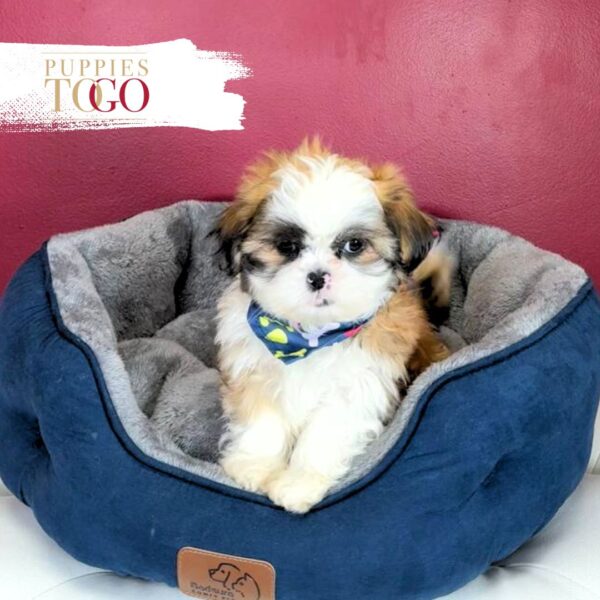 ShihtZu Puppies for Sale M BRINDLE/WHITE #5585 - Image 4
