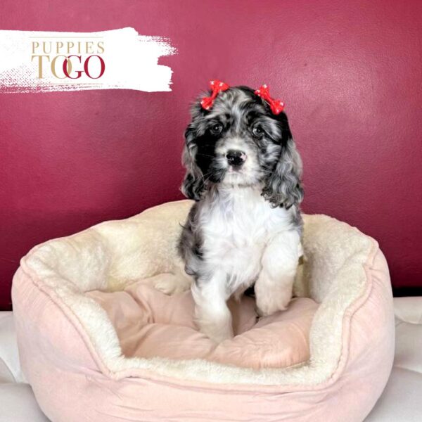 Cocker Spaniel puppies for sale Blue Merle/White/Tan F #7454 - Image 2