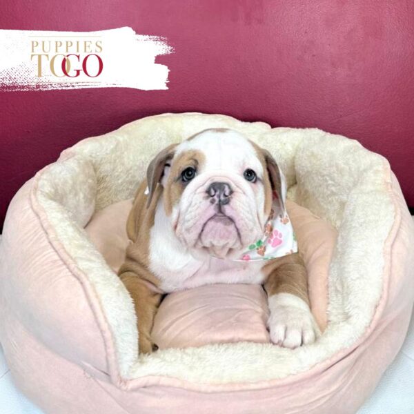 English Bulldog Puppies For Sale F Fawn/Lilac #2114 - Image 2