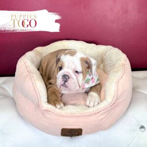 English Bulldog Puppies For Sale F Fawn/Lilac #2114