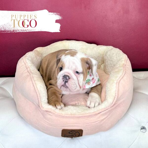 English Bulldog Puppies For Sale F Fawn/Lilac #2114