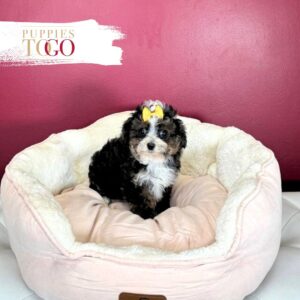 Mini Aussiedoodle Puppies Sale F Tri-Color #4336