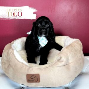 Cocker Spaniel Puppies Miami for sale
