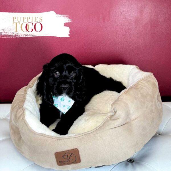 Cocker Spaniel Puppies Miami for sale