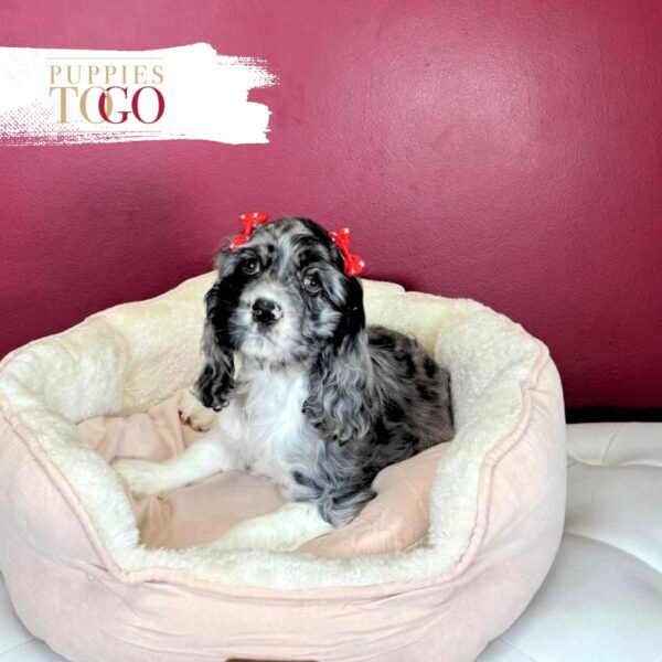 Cocker Spaniel puppies for sale Blue Merle/White/Tan F #7454 - Image 3