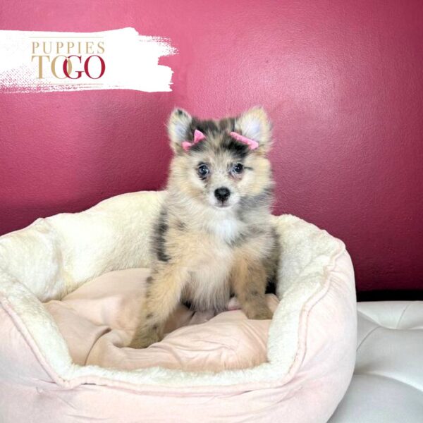 Pomeranian Puppies Miami M Blue Merle #4392