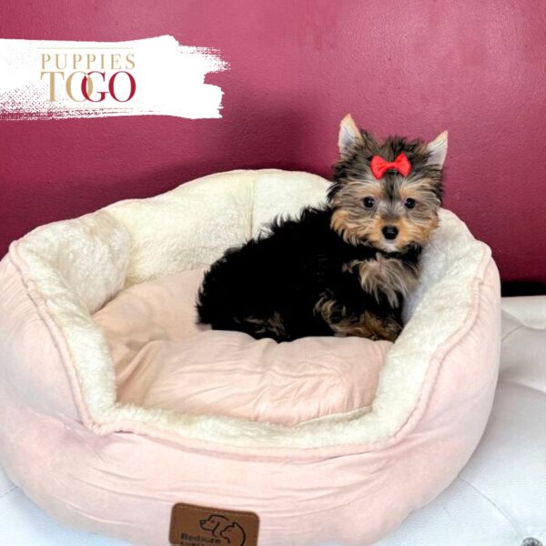 Yorkshire Terrier Puppies Miami F Black/Gold #5424 - Image 2