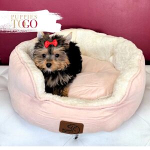 Yorkshire Terrier Puppies Miami F Black/Gold #5424