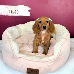 Dashhund puppies for sale Miami F Red/Gold #8047